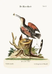 Väggkryparen, eller spindelfångaren, 1749-73